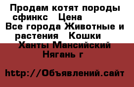 Продам котят породы сфинкс › Цена ­ 4 000 - Все города Животные и растения » Кошки   . Ханты-Мансийский,Нягань г.